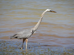 Ardea herodias occidentalis × wardi