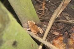 Hamptophryne boliviana