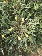Oenothera primiveris primiveris