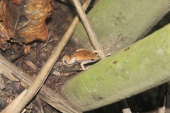 Hamptophryne boliviana
