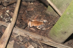 Hamptophryne boliviana