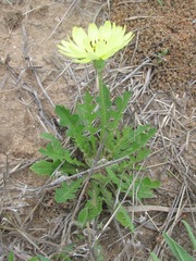 Pyrrhopappus grandiflorus