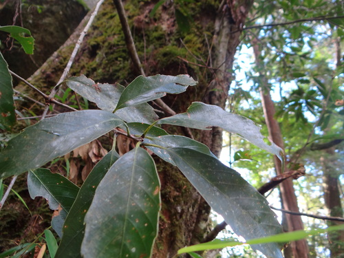 Image of Quercus morii by (c) 呂一起(Lu i-chi), some rights reserved (CC BY)