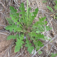 Pyrrhopappus grandiflorus