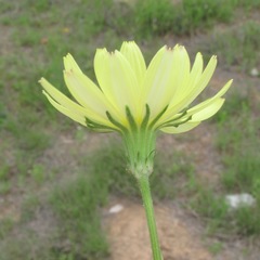 Pyrrhopappus grandiflorus