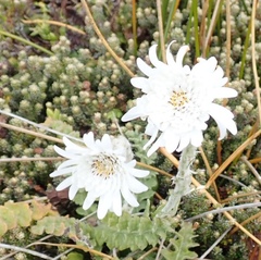 Leucheria suaveolens