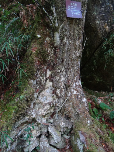 Image of Quercus morii by (c) 呂一起(Lu i-chi), some rights reserved (CC BY)