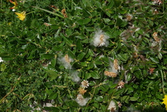 Salix alpina
