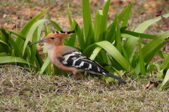 Madagascar Hoopoe photo 5