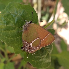 Callophrys xami xami