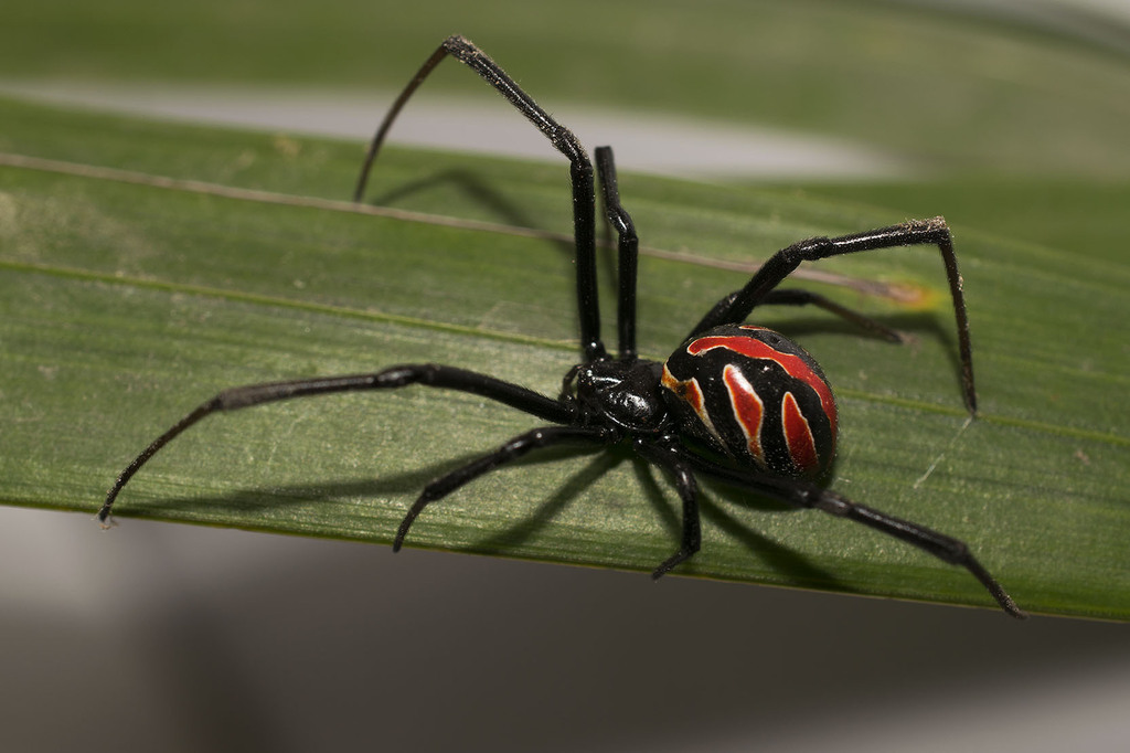 Latrodectus occidentalis