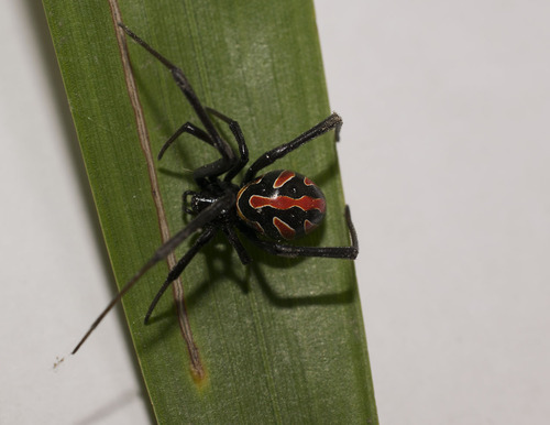 Latrodectus occidentalis