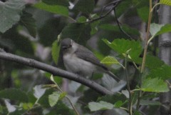 Vireo gilvus brewsteri