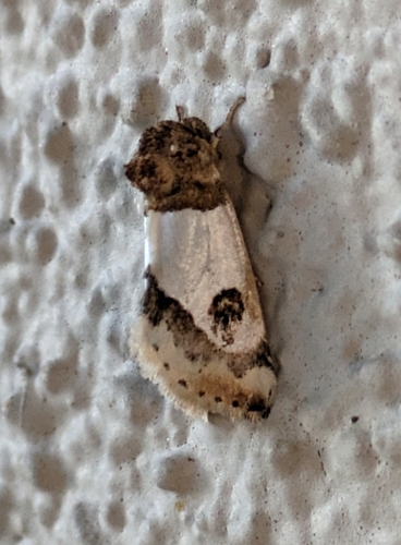 Schinia oculata