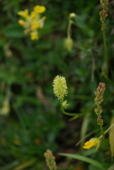 Tofieldia calyculata