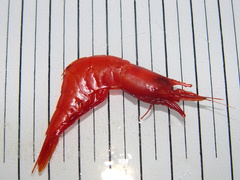 Acanthephyra pelagica