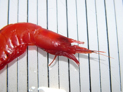 Acanthephyra pelagica