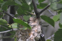 Vireo gilvus brewsteri