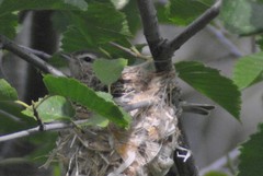 Vireo gilvus brewsteri