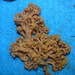 Flowery Carnation Coral - Photo (c) Gonzalo Mucientes Sandoval, some rights reserved (CC BY-NC-SA), uploaded by Gonzalo Mucientes Sandoval