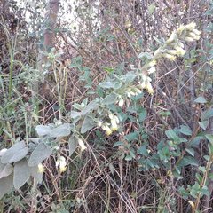 Brickellia secundiflora