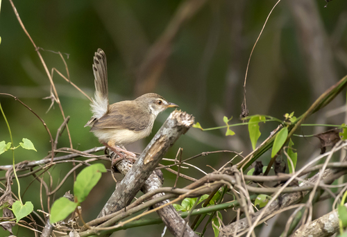 Plain Prinia