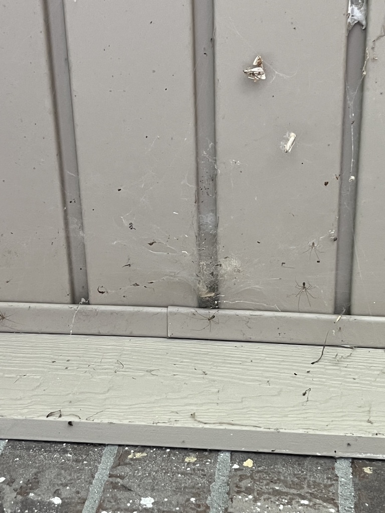 Typical Funnel Weavers from Elk Creek Rd, Middletown, OH, US on October