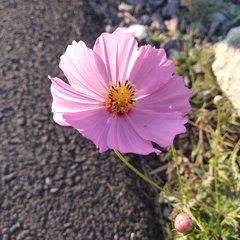 Cosmos bipinnatus