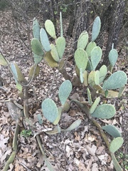 Opuntia cacanapa