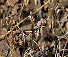 Polygonum spergulariiforme