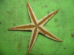 Bathybiaster vexillifer