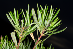Ornithostaphylos oppositifolia