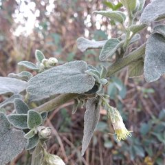 Brickellia secundiflora