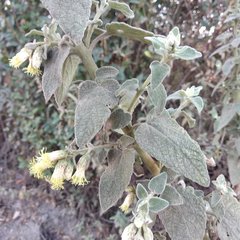 Brickellia secundiflora