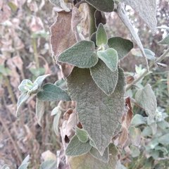 Brickellia secundiflora