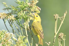 Setophaga petechia morcomi