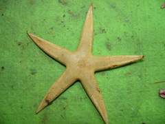 Bathybiaster vexillifer