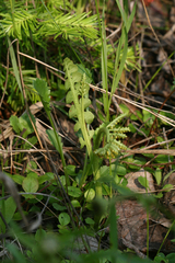 Botrychium minganense