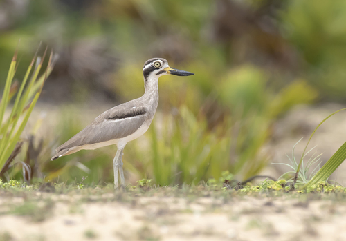 Great Stone-curlew