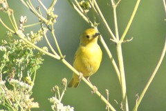 Setophaga petechia morcomi