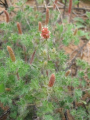 Acalypha radians