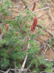 Acalypha radians