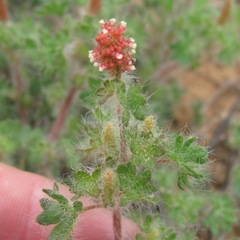 Acalypha radians