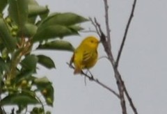 Setophaga petechia morcomi