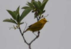 Setophaga petechia morcomi