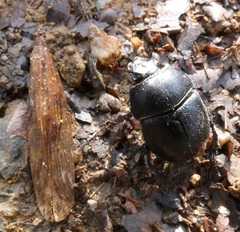 Sericotrupes niger