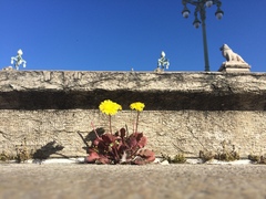 Crepis sancta
