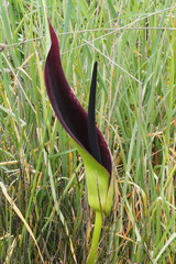 Arum palaestinum