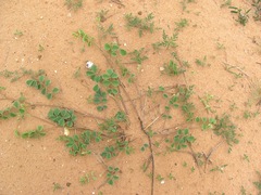 Tephrosia lindheimeri