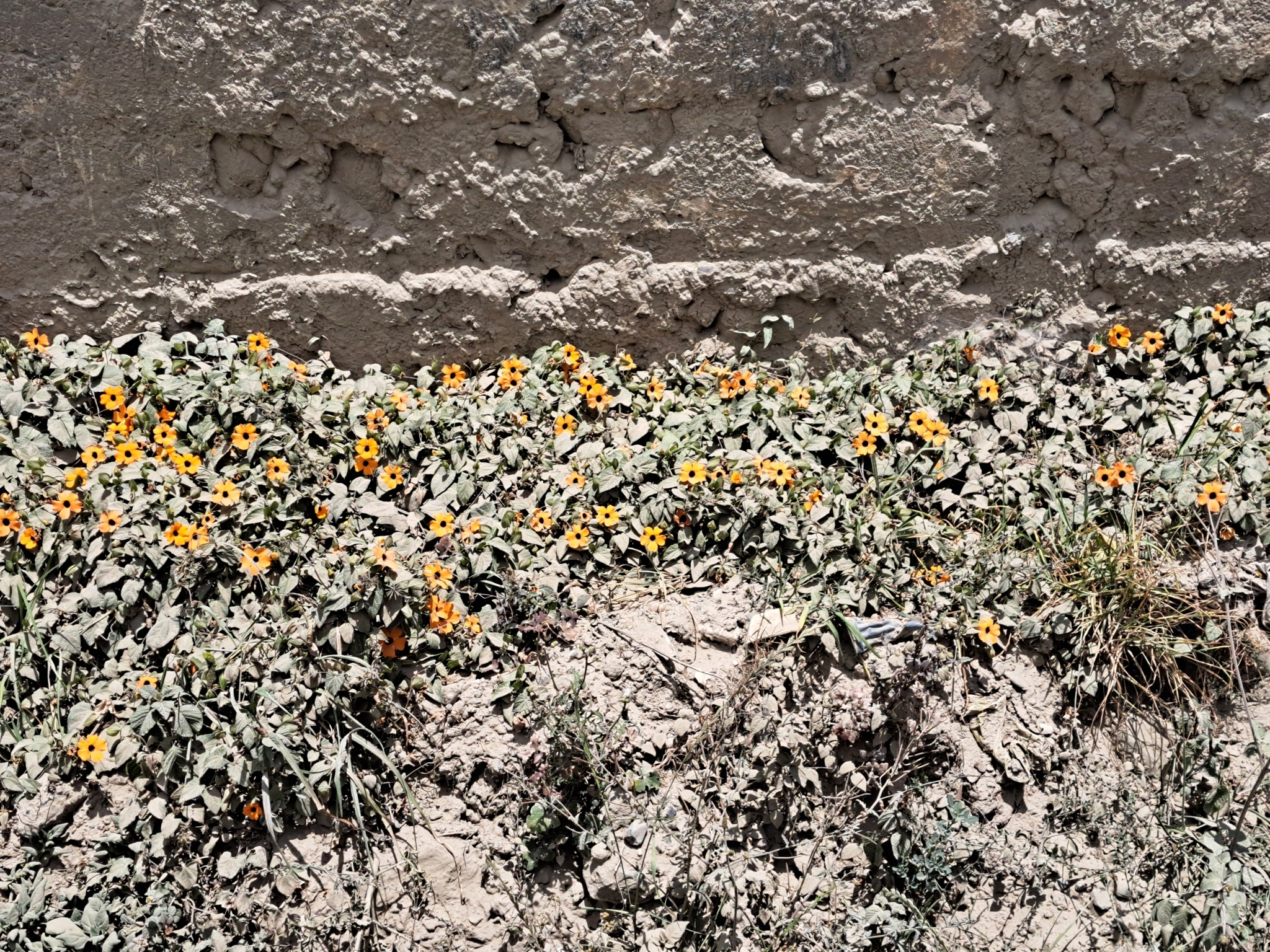 Thunbergia alata image